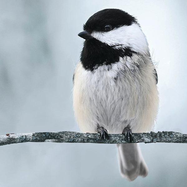 This is How to Attract Chickadees