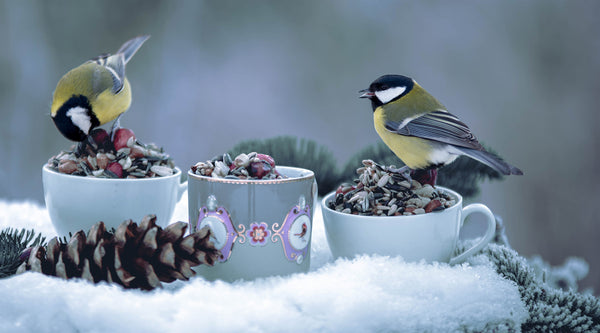Best Foods for Winter Bird Feeding