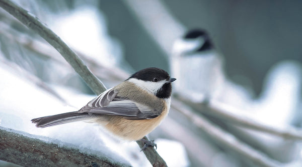 This is How to Attract Chickadees