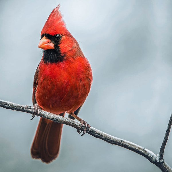 Cardinal Bird Seed: What Works, What Doesn’t