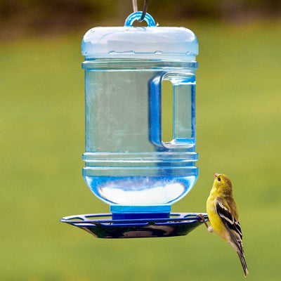 Do Wild Birds Need a Water Feeder?