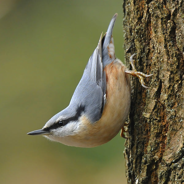 How to Attract Nuthatches: A Complete Guide