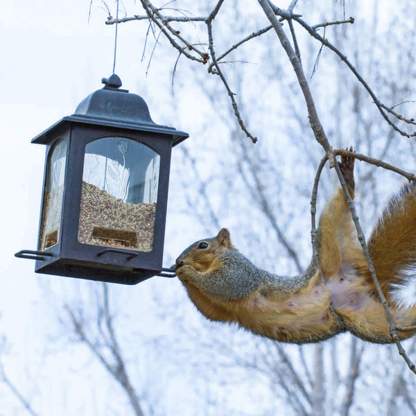 The Benefits of Squirrel Proof Hot Pepper Bird Seed