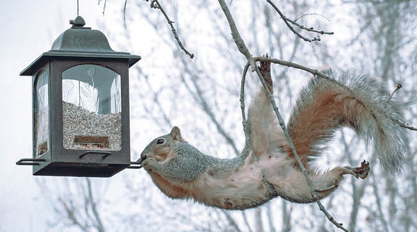 The Benefits of Squirrel Proof Hot Pepper Bird Seed