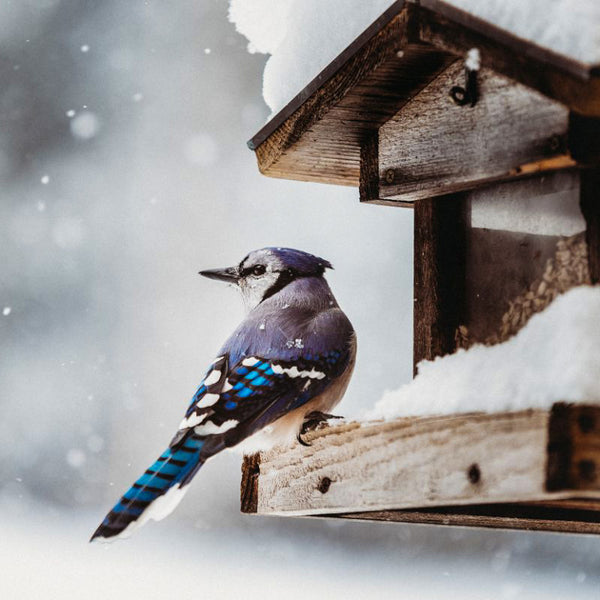 Best Foods for Winter Bird Feeding