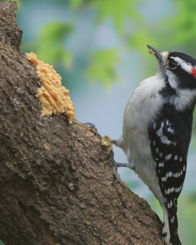 Birdzy Butter Spreadable Suet