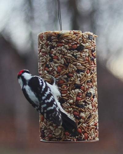 Bugs & Berries Seed Cylinder